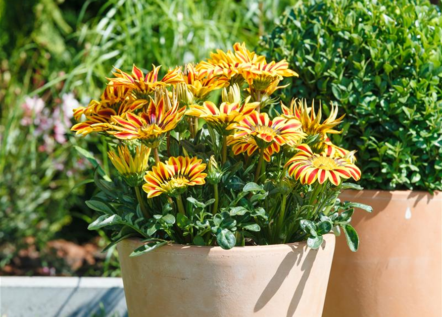 Gazania rigens