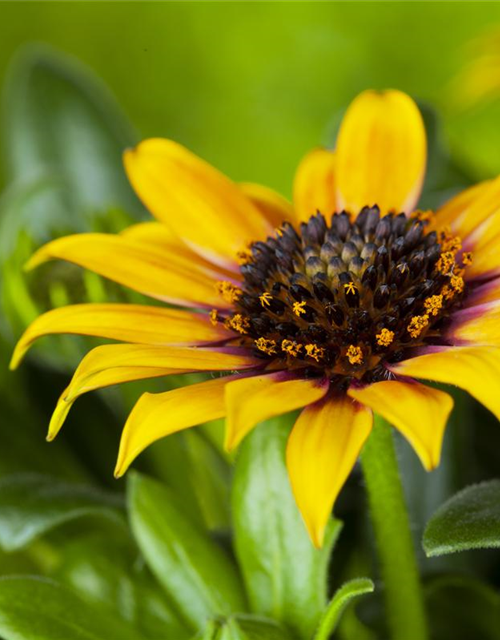 Gazania rigens