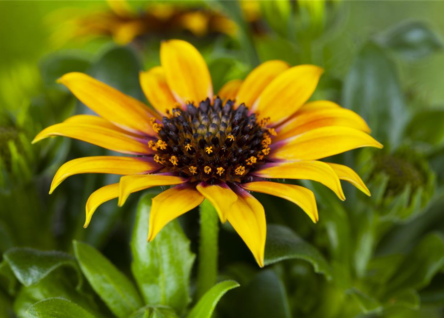 Gazania rigens