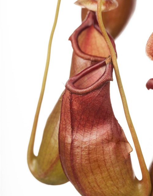 Nepenthes alata