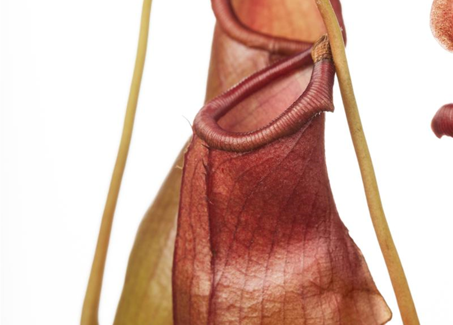 Nepenthes alata