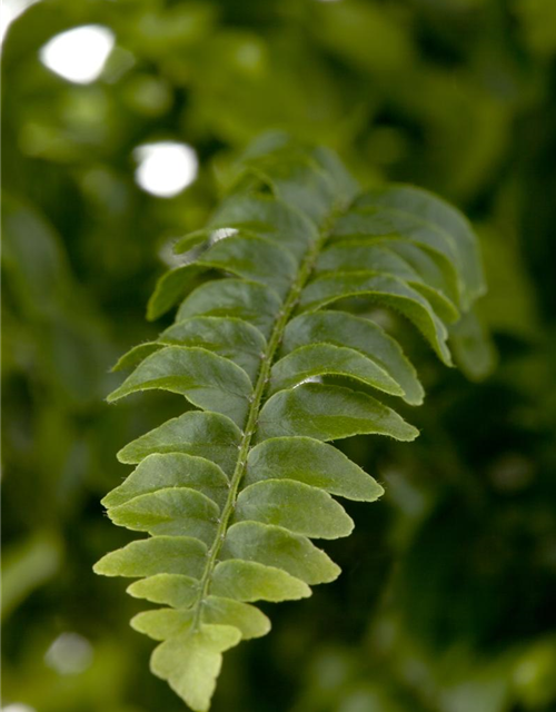 Nephrolepis exaltata Montana