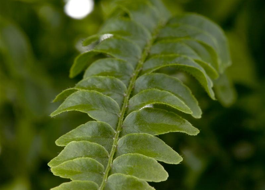 Nephrolepis exaltata Montana