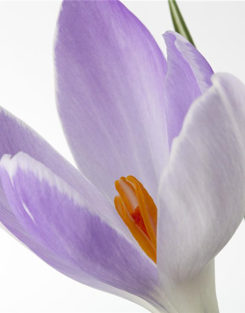 Crocus