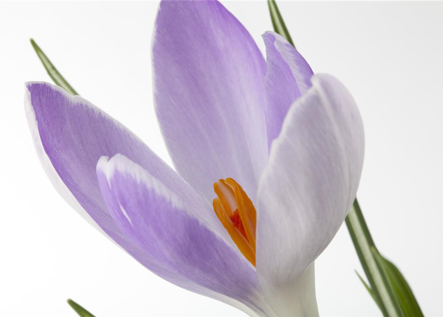 Crocus