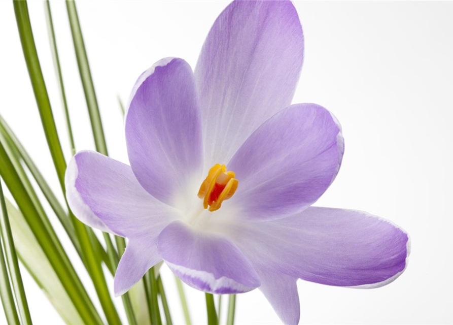 Crocus