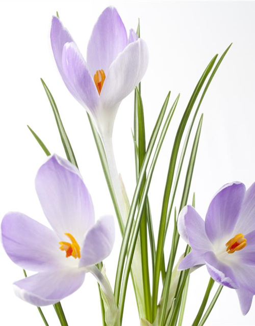 Crocus