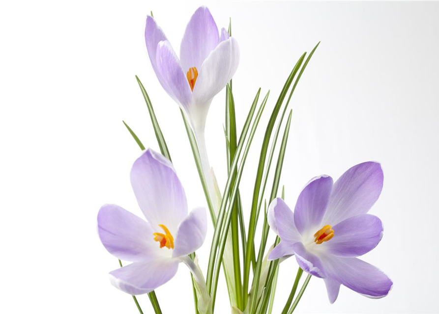 Crocus