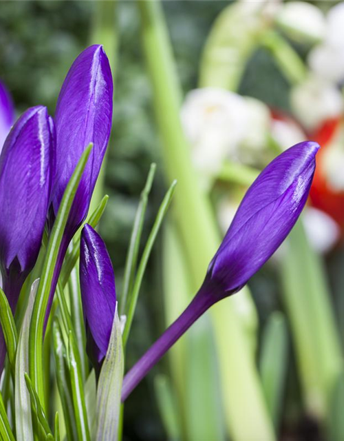 Crocus vernus Mix