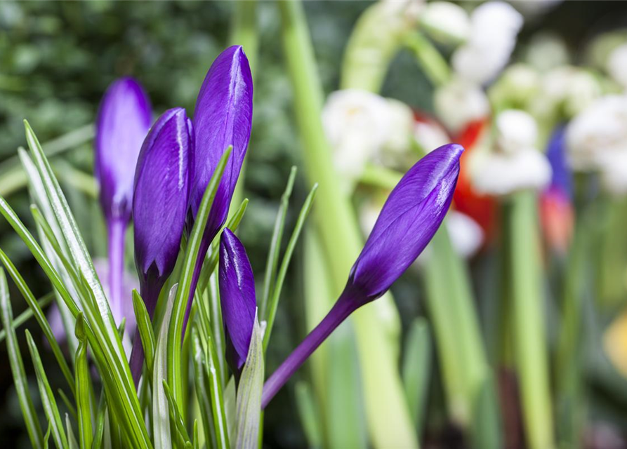 Crocus vernus Mix