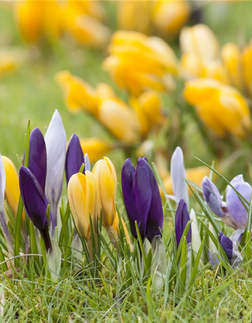 Crocus vernus Mix