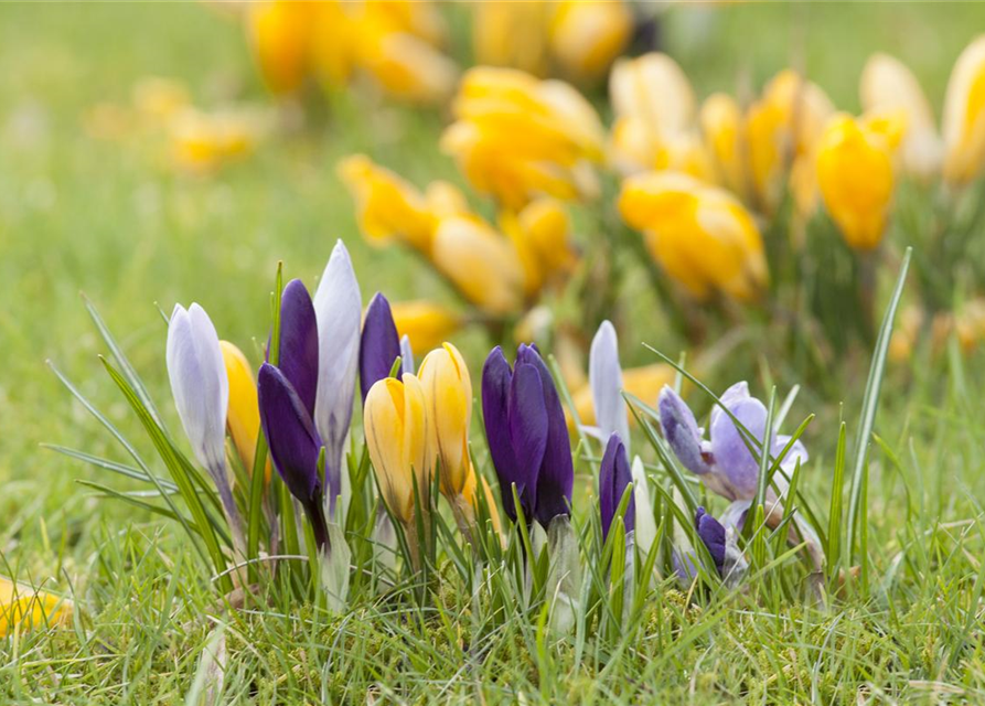 Crocus vernus Mix