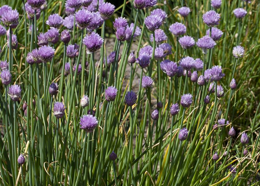 Allium schoenoprasum