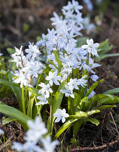 Scilla mischtschenkoana