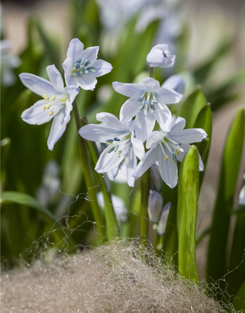 Scilla mischtschenkoana