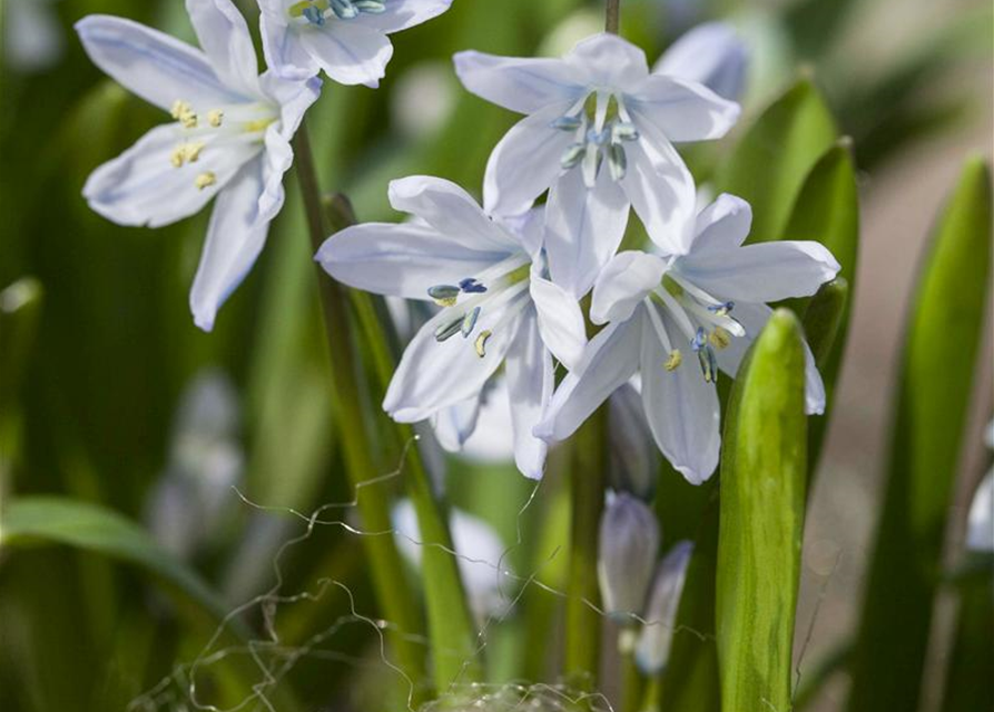 Scilla mischtschenkoana