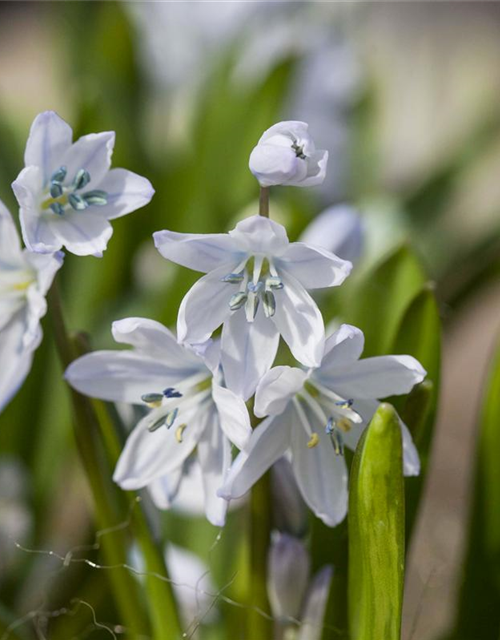 Scilla mischtschenkoana