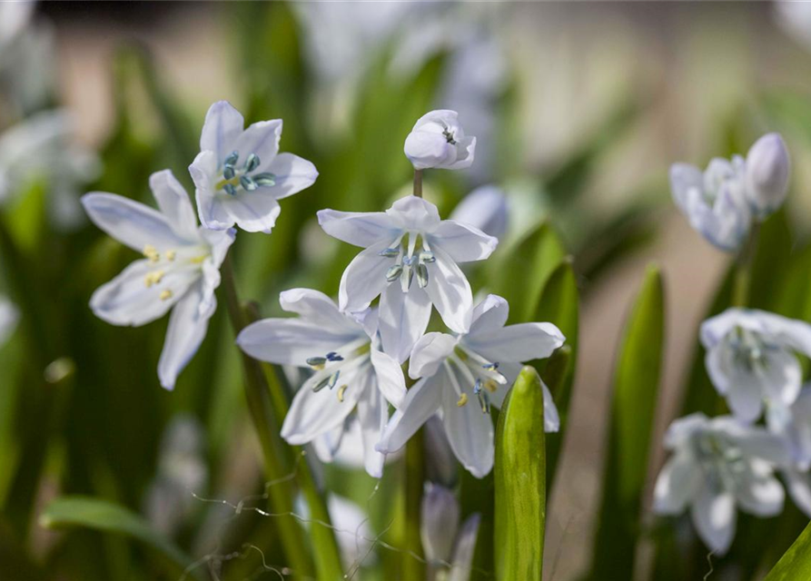 Scilla mischtschenkoana