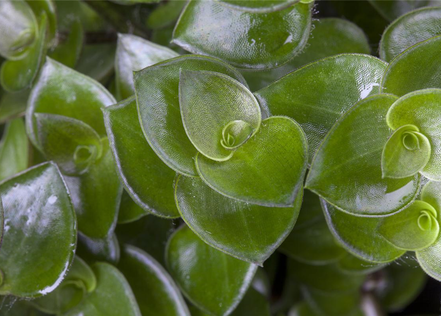 Callisisa repens