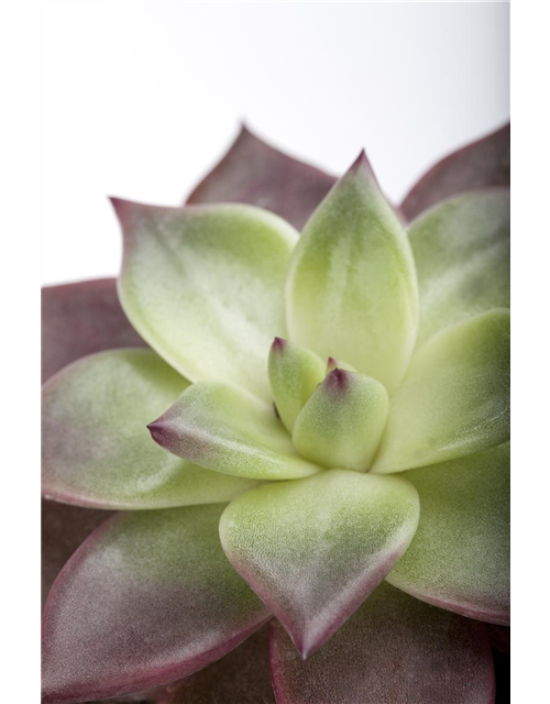 Echeveria Ebony