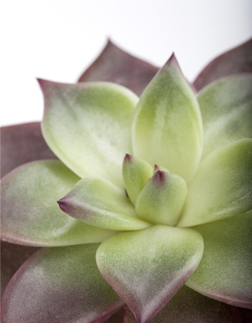 Echeveria agavoides