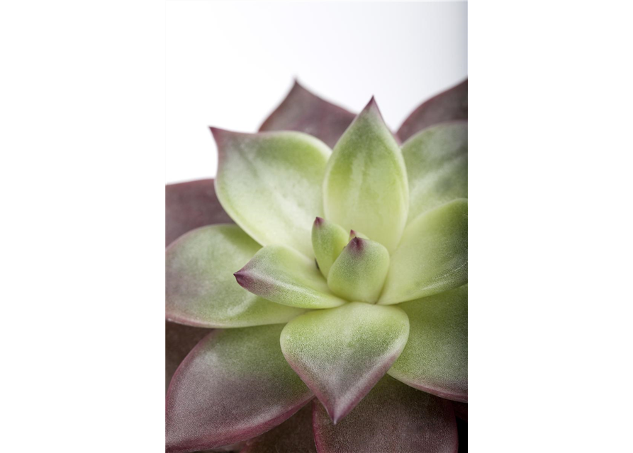 Echeveria Ebony