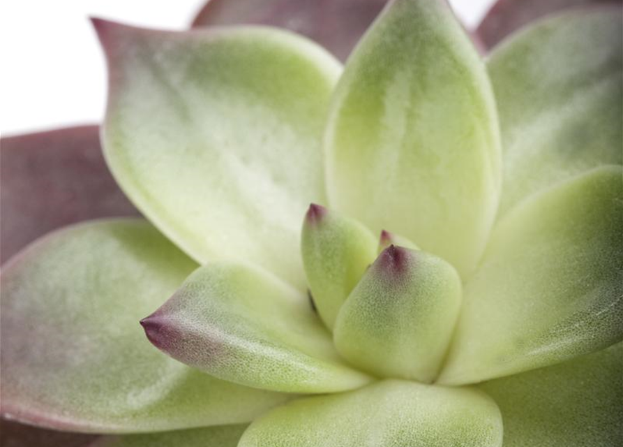 Echeveria agavoides