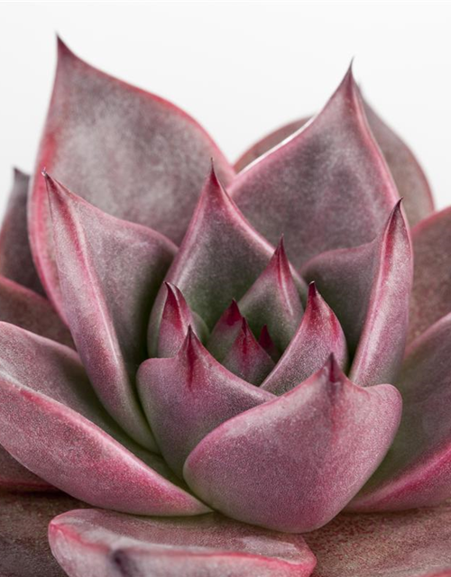 Echeveria agavoides