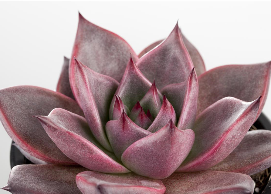 Echeveria agavoides