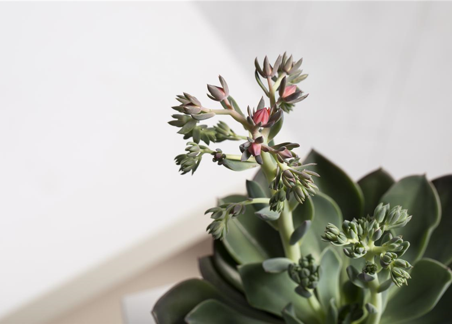 Echeveria agavoides