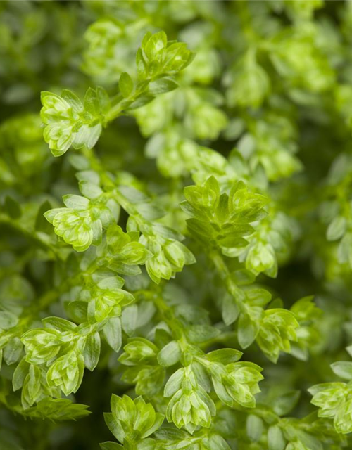 Selaginella apoda