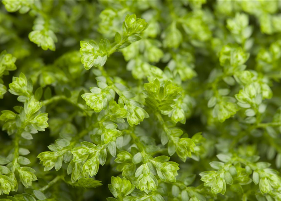 Selaginella apoda