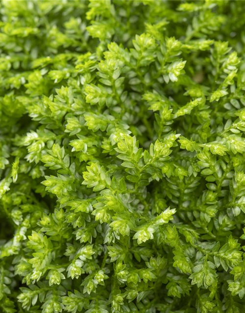 Selaginella apoda