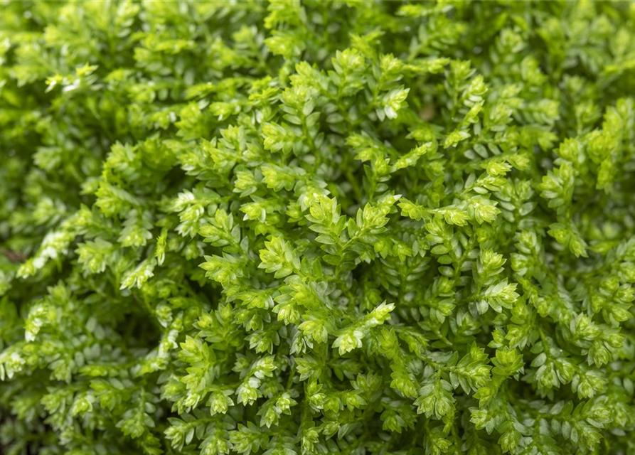 Selaginella apoda