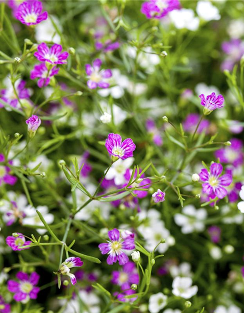 Gypsophila muralis