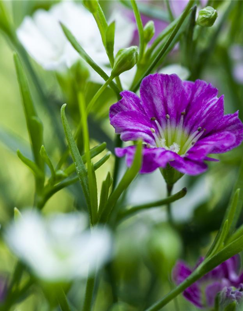 Gypsophila muralis