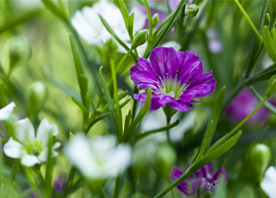 Gypsophila muralis