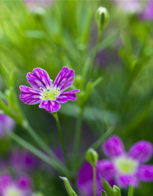 Gypsophila muralis