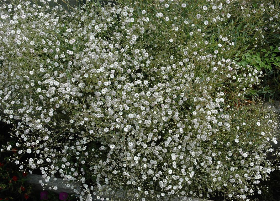 Gypsophila muralis