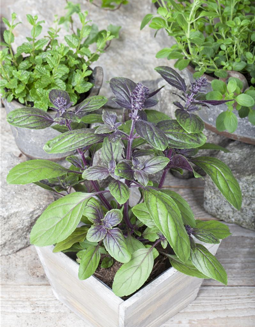 Ocimum basilicum Magic Blue