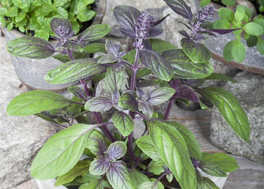 Ocimum basilicum Magic Blue