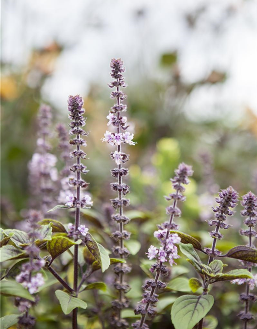 Ocimum basilicum Magic Blue