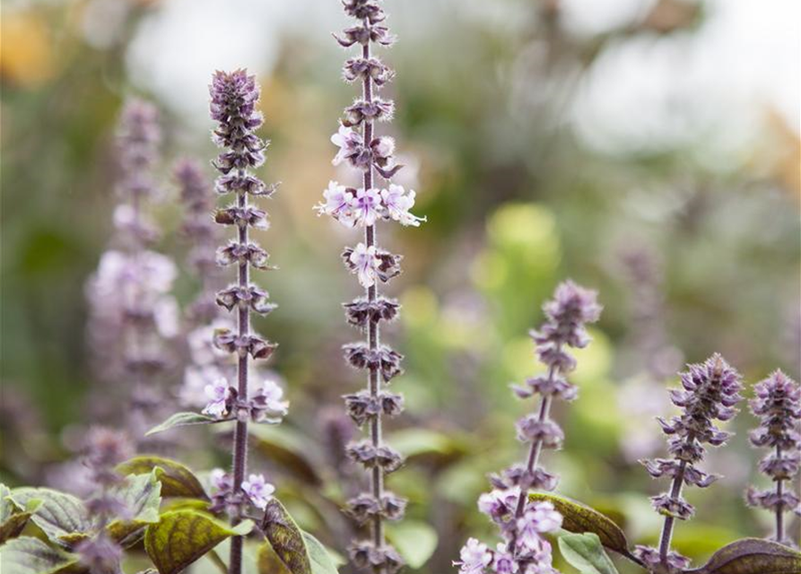 Ocimum basilicum Magic Blue