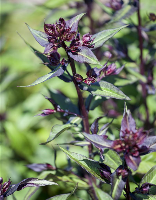 Ocimum basilicum Magic Blue