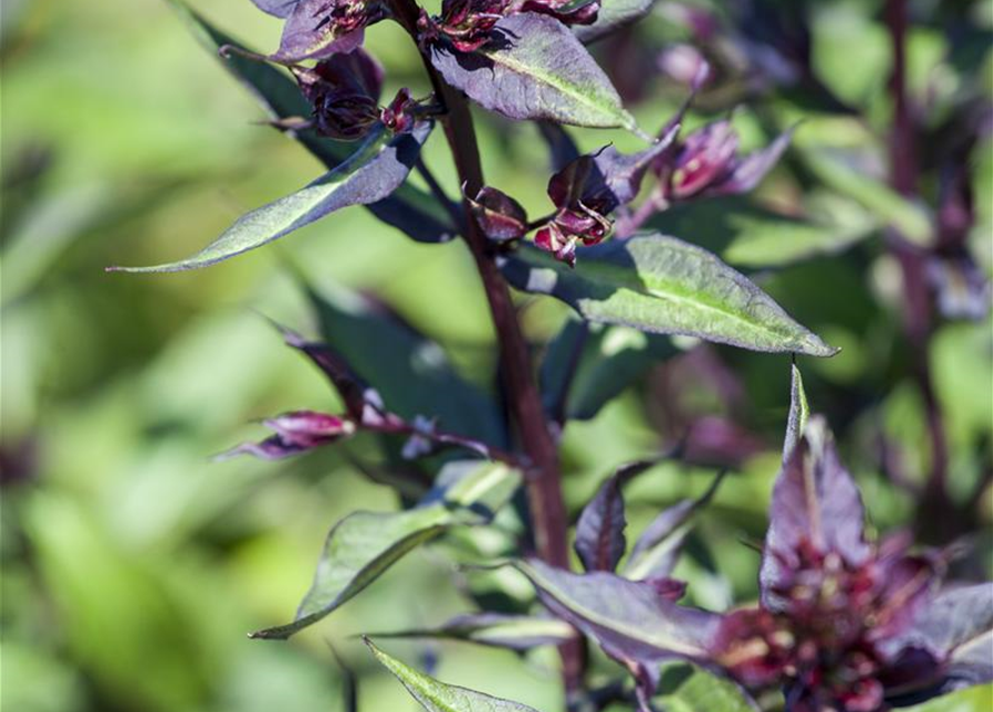 Ocimum basilicum Magic Blue