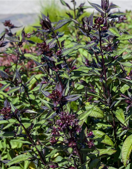 Ocimum basilicum Magic Blue