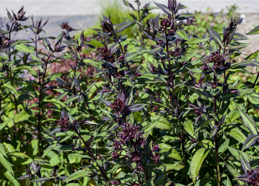 Ocimum basilicum Magic Blue