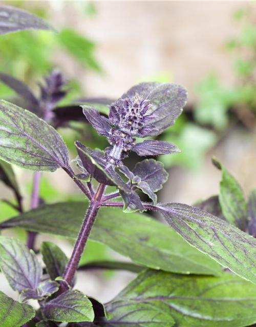 Ocimum basilicum Magic Blue