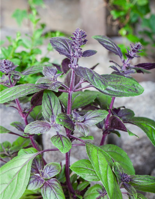 Ocimum basilicum Magic Blue