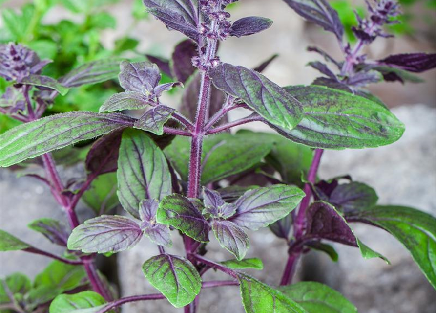 Ocimum basilicum Magic Blue